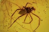 Fossil Ant (Formicidae) & Large Spider (Aranea) In Baltic Amber #105460-2